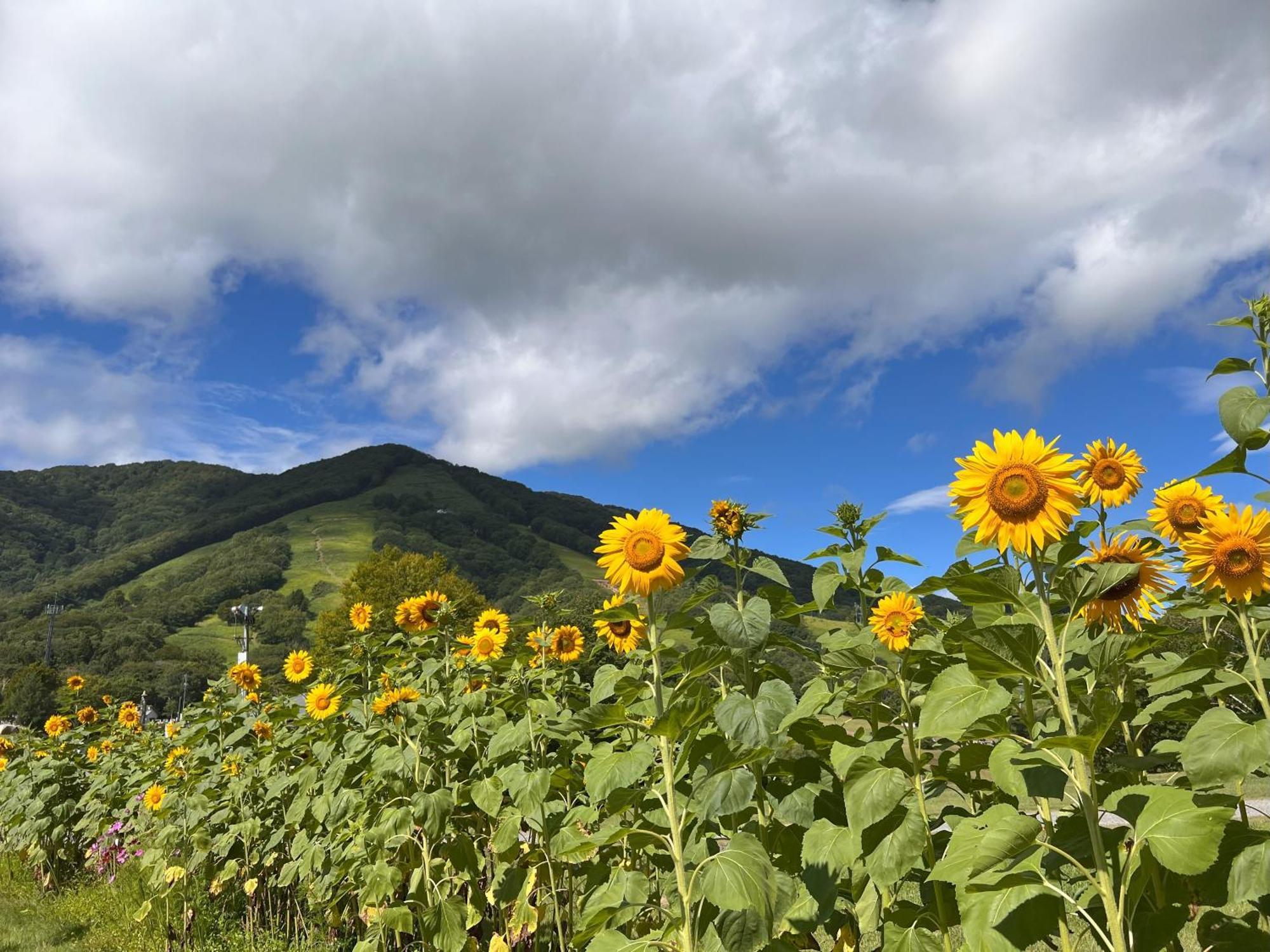 Вилла Alp Bach Madarao Iiyama Экстерьер фото